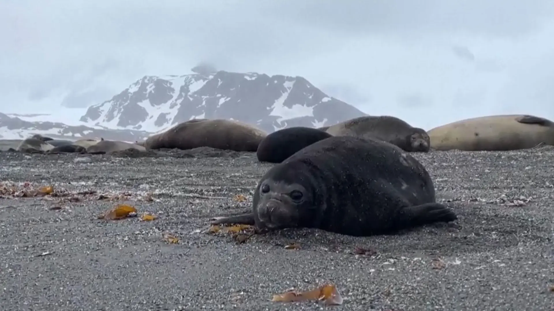 Así es el notable descenso de ejemplares de elefantes marinos como consecuencia de la gripe aviar