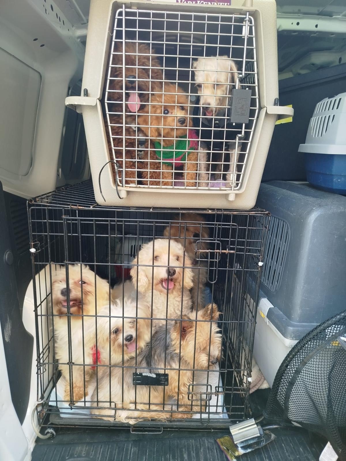 Localizados 16 perros en la cocina de una casa de Valencia que era un criadero ilegal