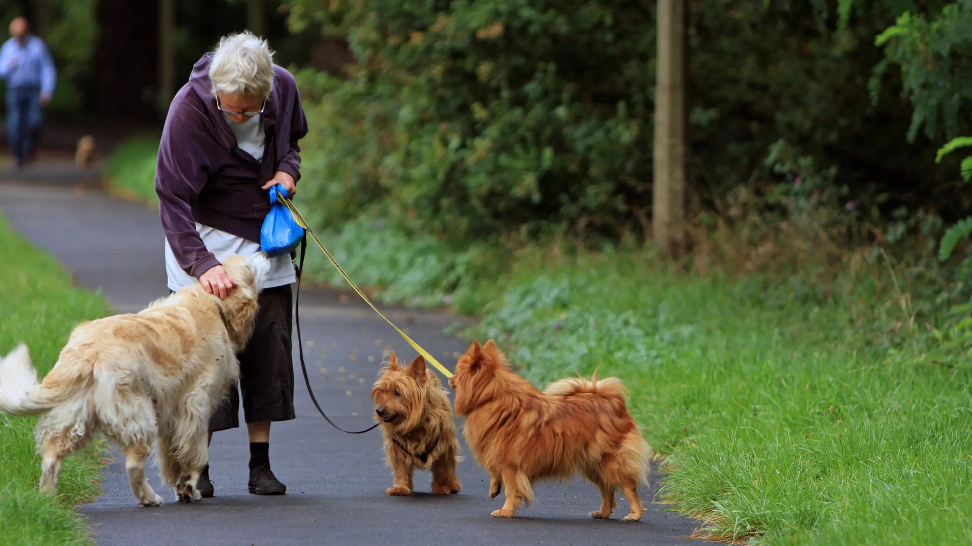 Cuando dos correas se cruzan: cómo sobrevivir y disfrutar los paseos con más de un perro