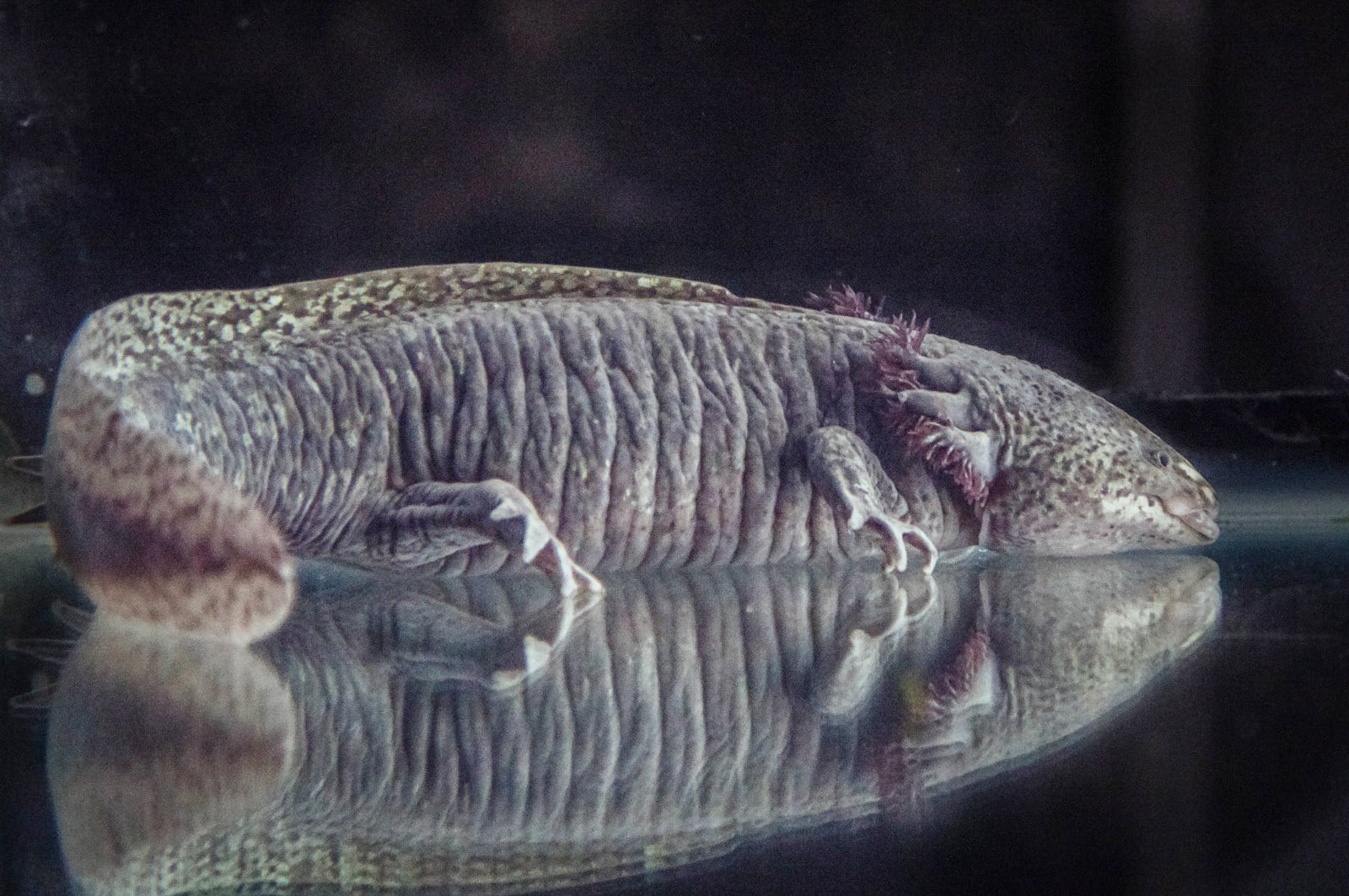 Gorda, la codiciada ajolote que hizo que dejaran de circular 10 millones de billetes de 50 pesos en México