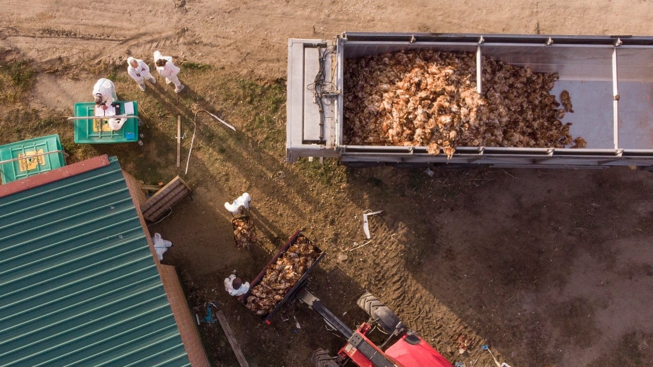 Sacrificios masivos por la gripe aviar en las granjas españolas: “En periodo navideño las pérdidas pueden ser terribles”