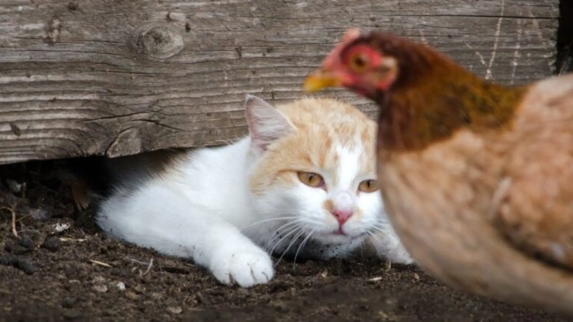 Dos gatos logran sobrevivir a la gripe aviar y ofrecen nuevas claves sobre la infección