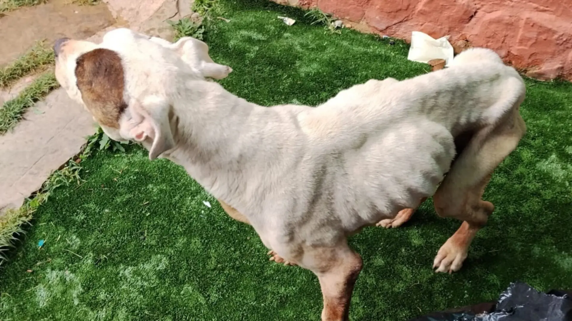 Detenida por dejar en los huesos a su perro: tuvo que ser sacrificado por caquexia extrema