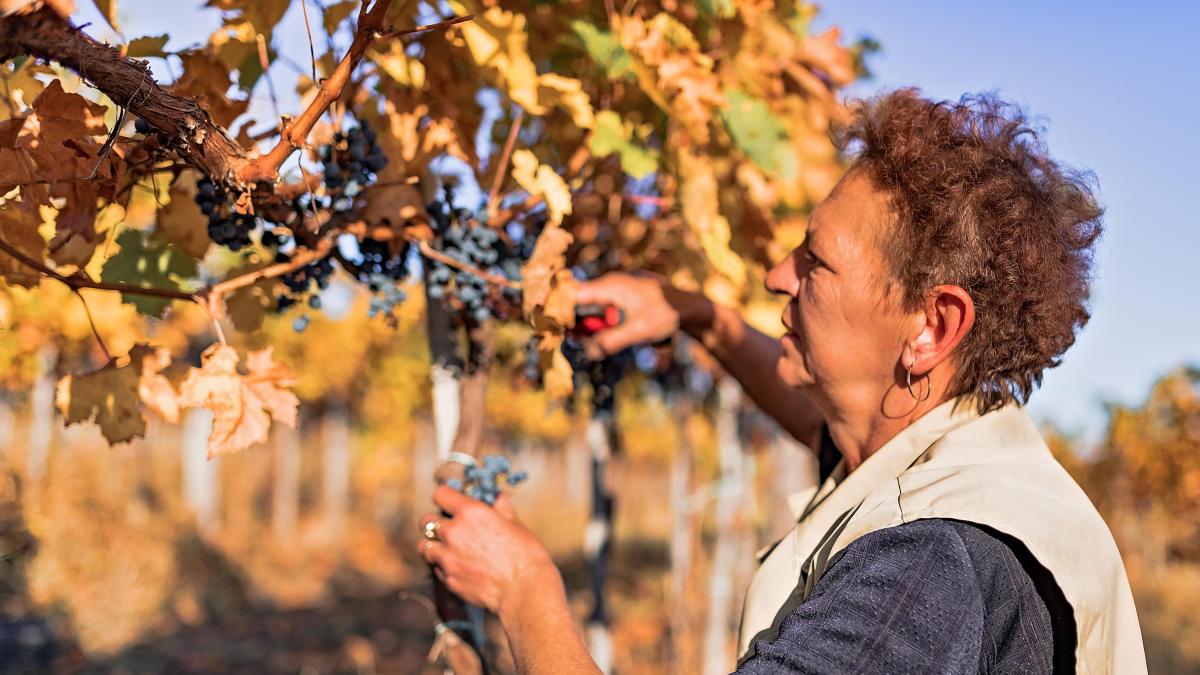 “Vinos menos frescos, con mayor grado alcohólico y un color más tenue, con aromas más semejantes a la fruta cocida”: cómo el cambio climático desdibuja la personalidad de los vinos