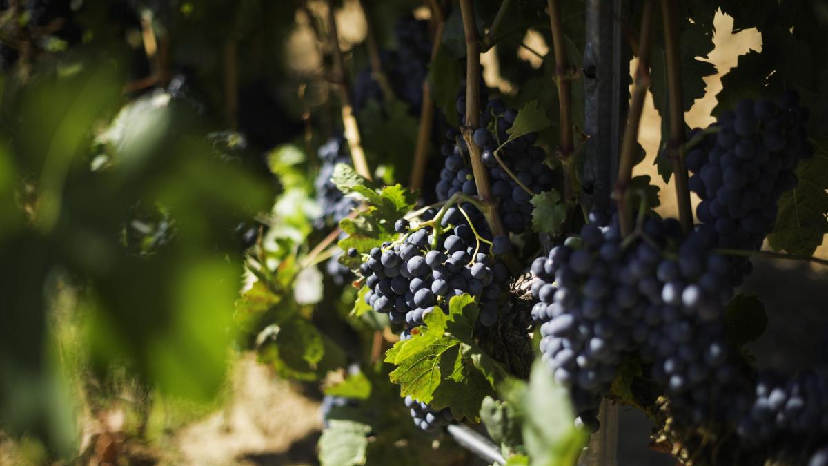 Ribera del Duero, donde el vino reinterpreta la elegancia del 'terroir'