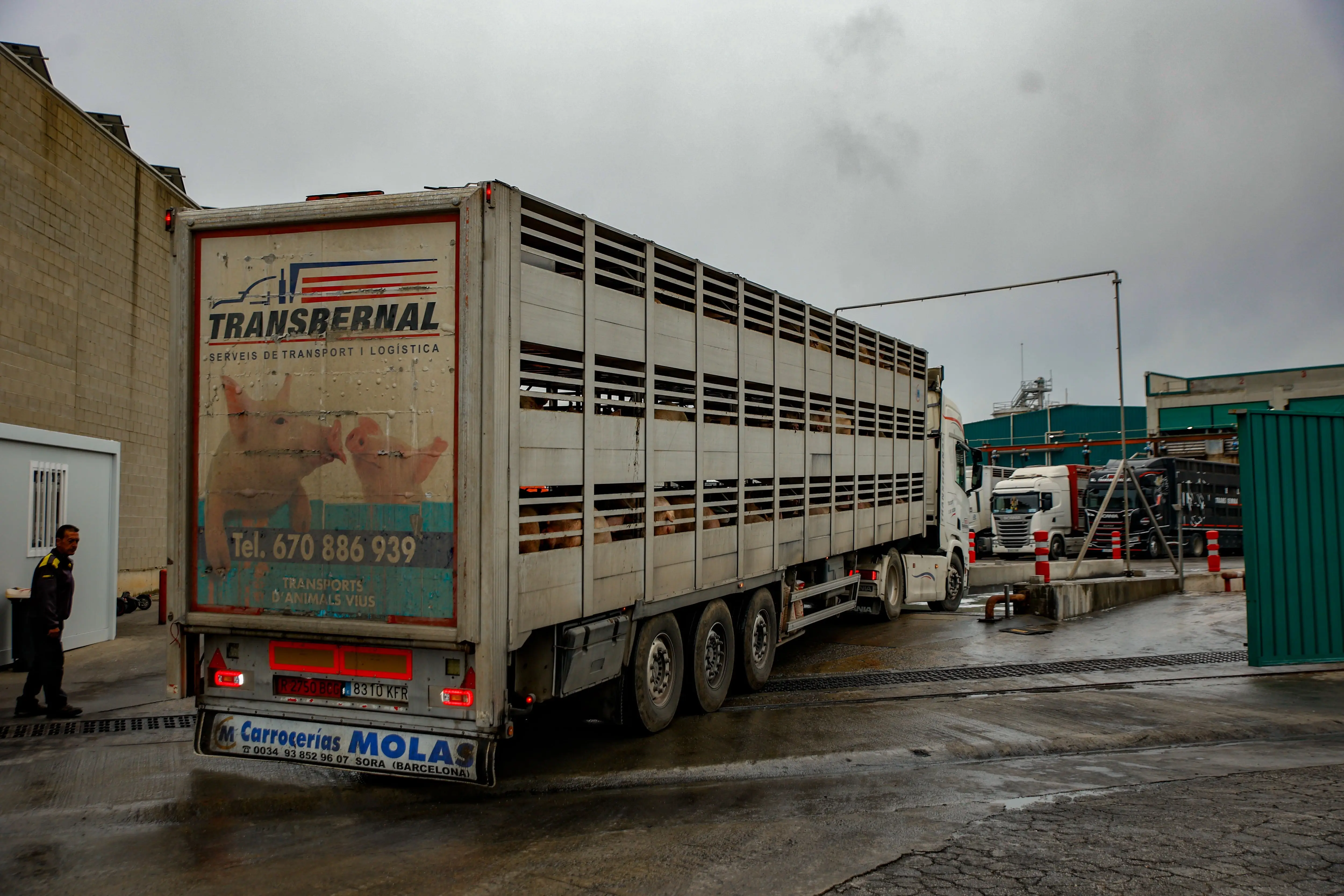 Imagen 1 de La precariedad en los mataderos afectados por un ERTE por la peste porcina: “Quien puede, huye de este trabajo”