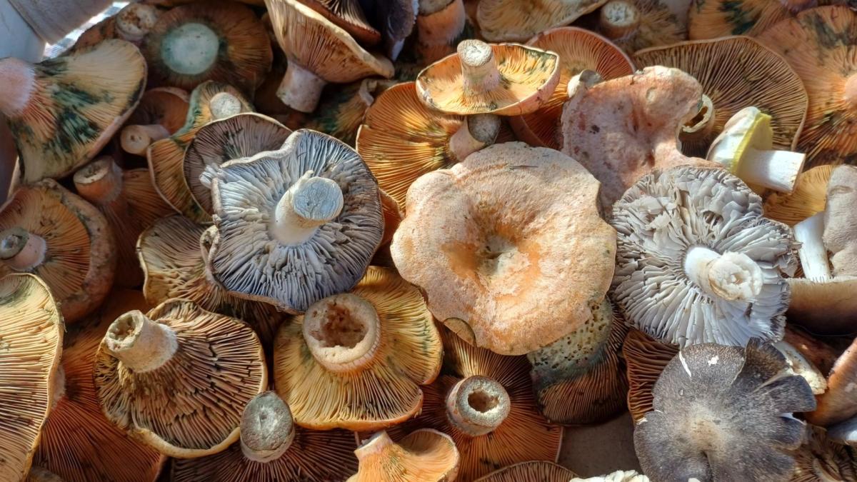 La temporada de recogida de setas se acerca a su final sin haber cumplido las altas expectativas