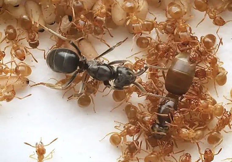 Más cruel que 'Juego de tronos': así logra una hormiga matar a la reina para sustituirla