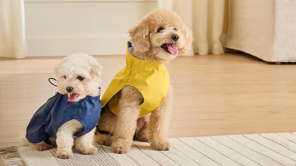 Esta colección de abrigos, chubasqueros y jerséis son el ‘outfit’ que tu perro necesita para los fríos paseos en invierno