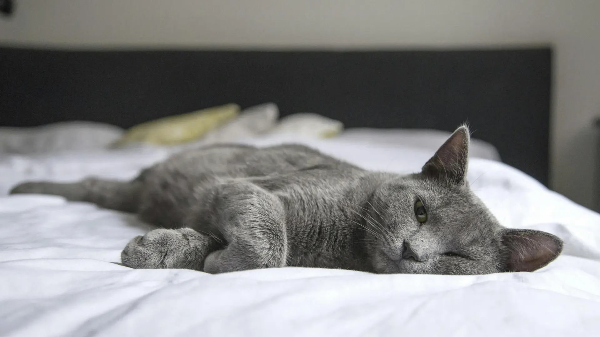 ¿Por qué tu gato prefiere dormir sobre su lado izquierdo?