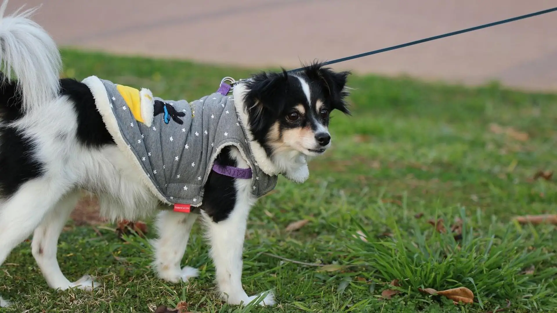 Una veterinaria aclara si los perros realmente necesitan usar abrigo en invierno: "Usad el sentido común"