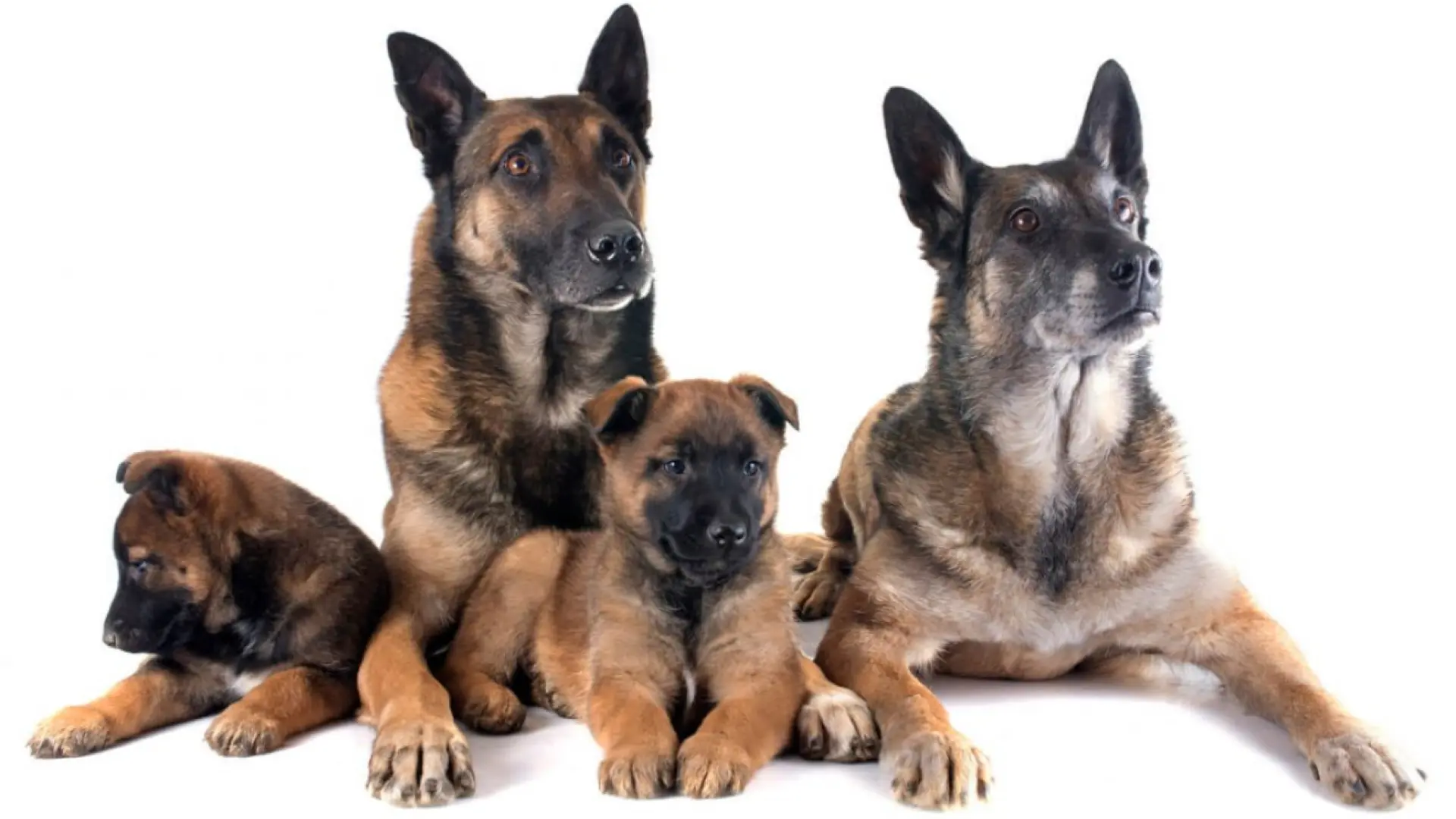 Una investigación muestra el impacto de la edad paterna en las mutaciones de perros