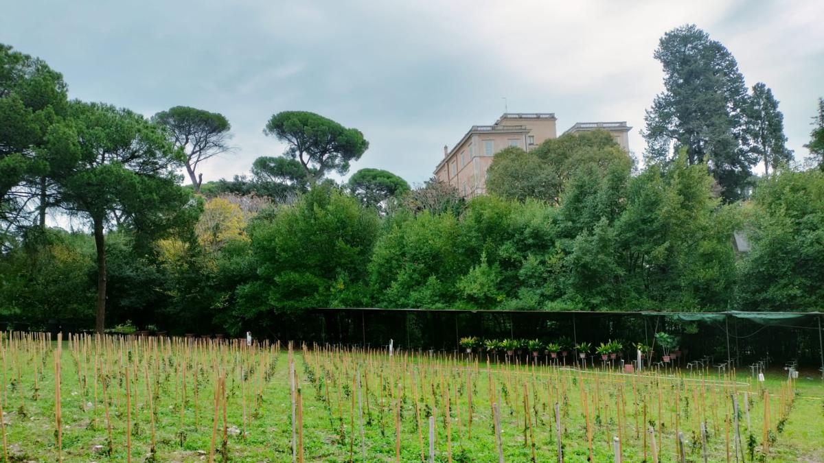 Roma recupera sus viñedos milenarios en el corazón arqueológico de la ciudad