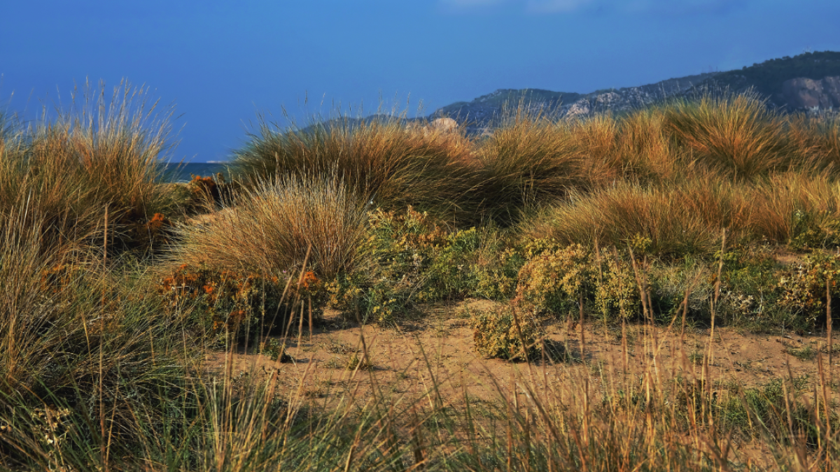 El éxito del 'rewilding' en el Baix Llobregat