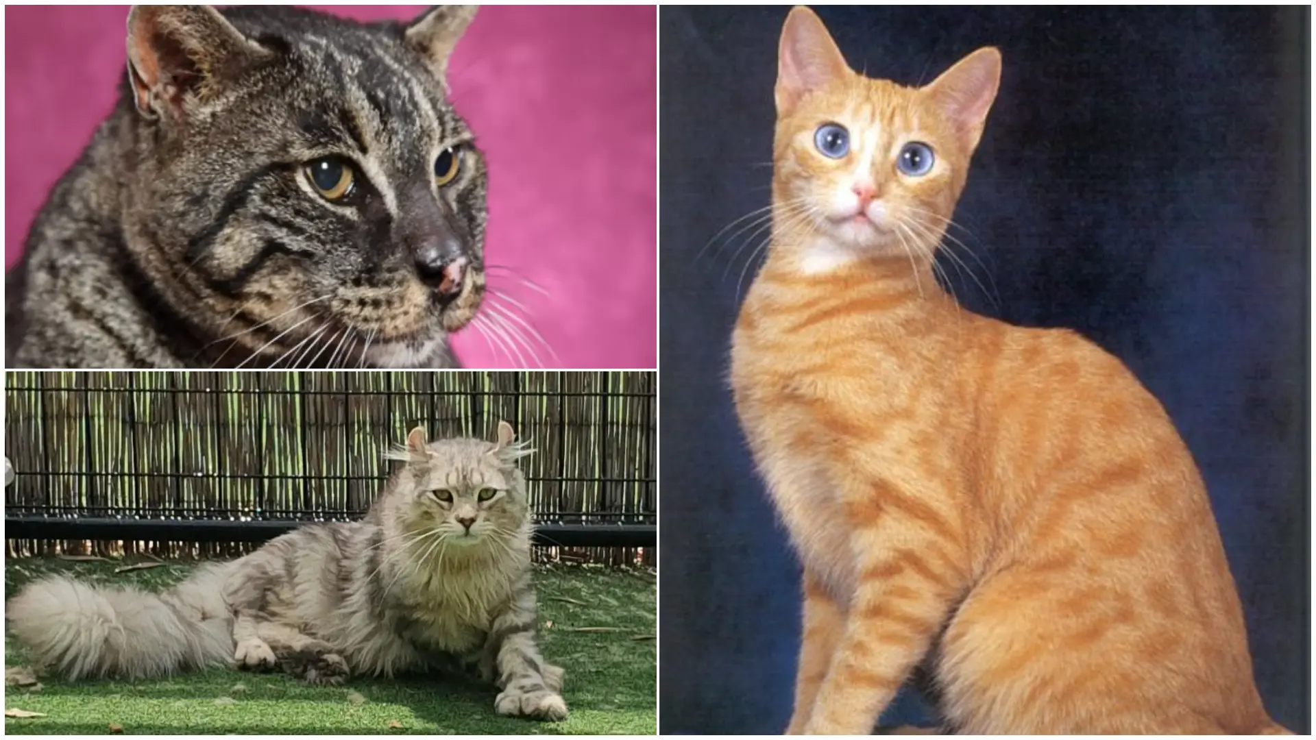 Conoce algunas de las razas felinas consideradas extintas o potencialmente extintas