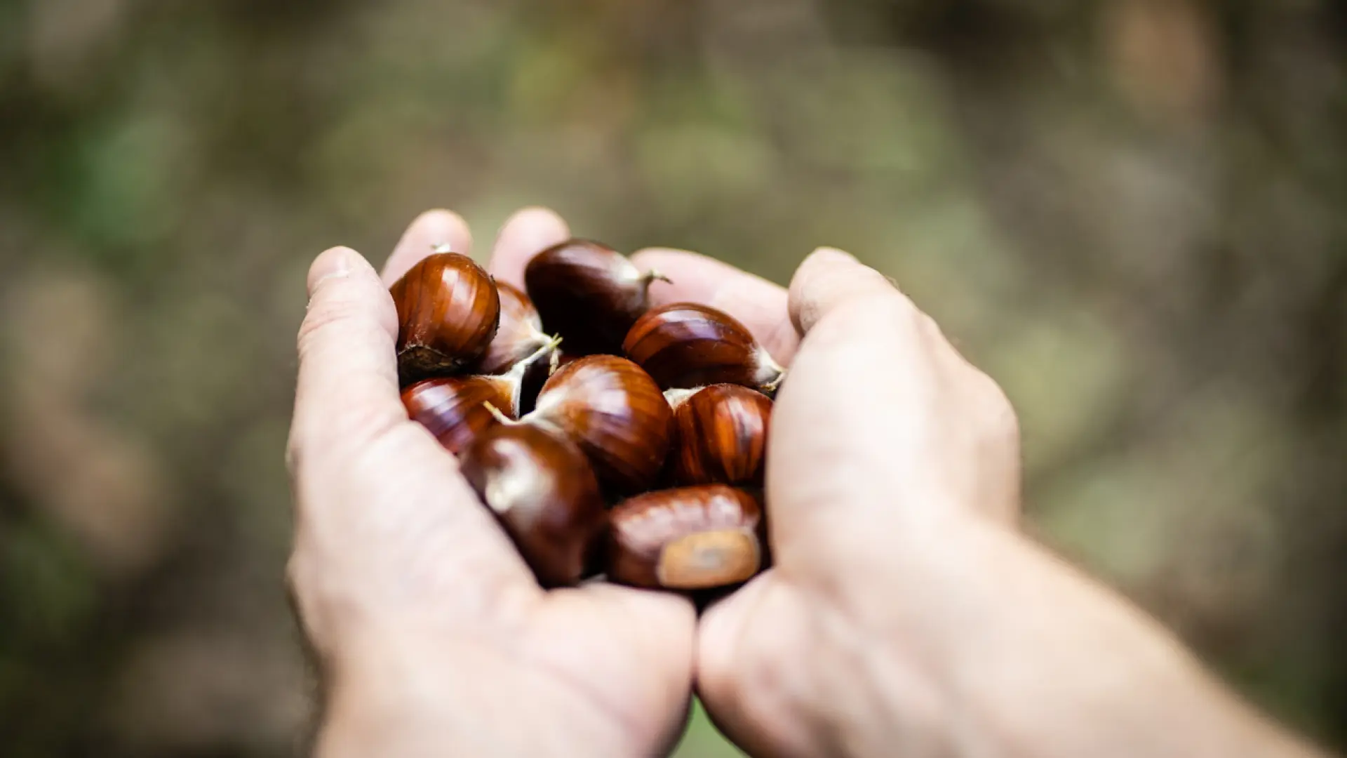 ¿Cuál es la diferencia entre pilongas y castañas?