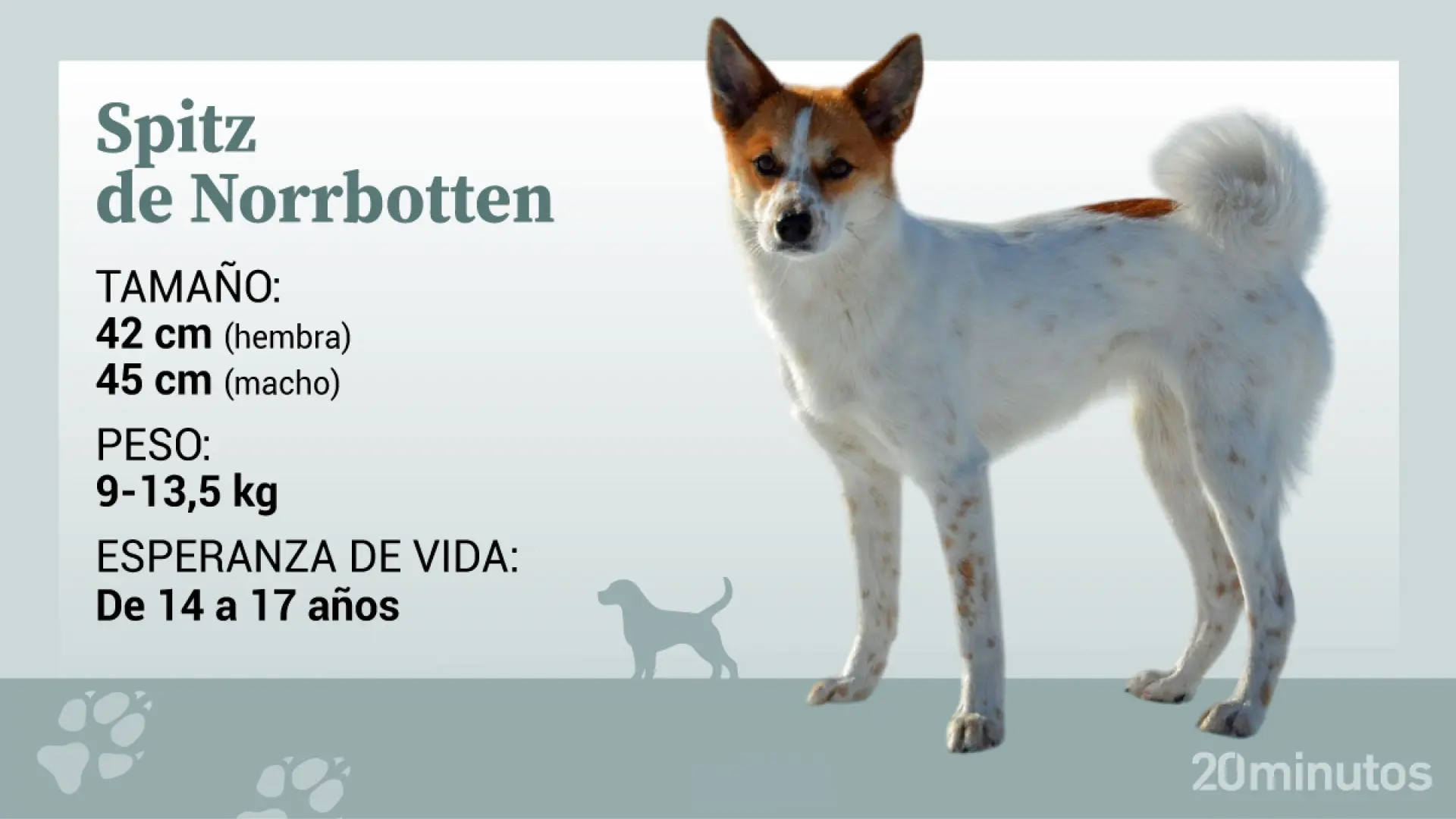 Así es la raza canina del spitz de Norrbotten, un superviviente del norte intrépido y muy cariñoso