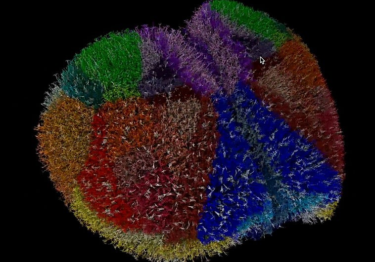 Logran simular, neurona a neurona, la corteza cerebral de un ratón