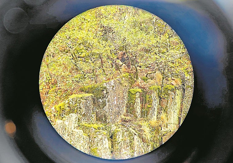 Cuando el oso y el pueblo se encuentran: un reto para la convivencia pacífica