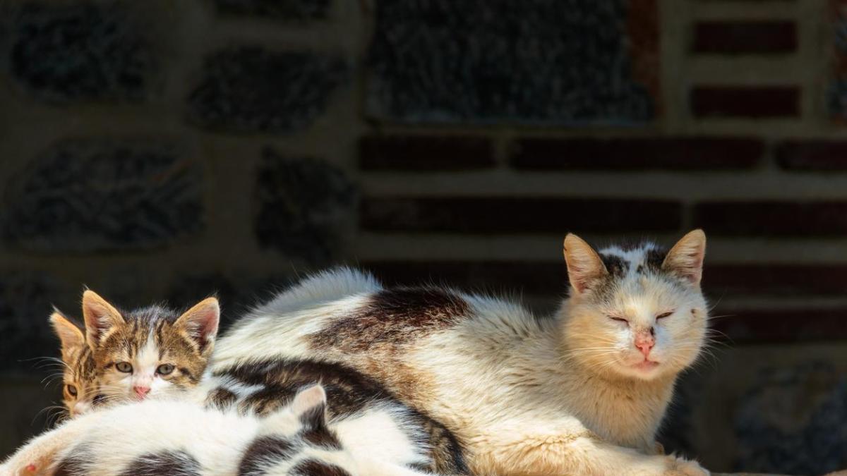 La Navidad agrava la vulnerabilidad de los gatos comunitarios