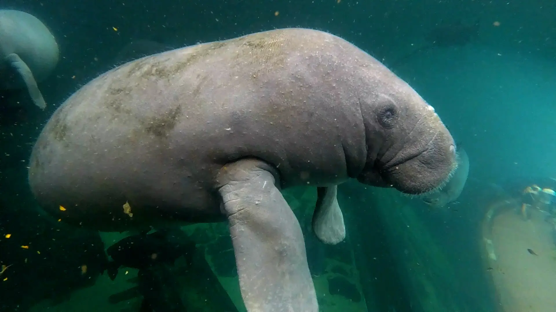 Así es Belize, el curioso mamífero conocido como vaca marina