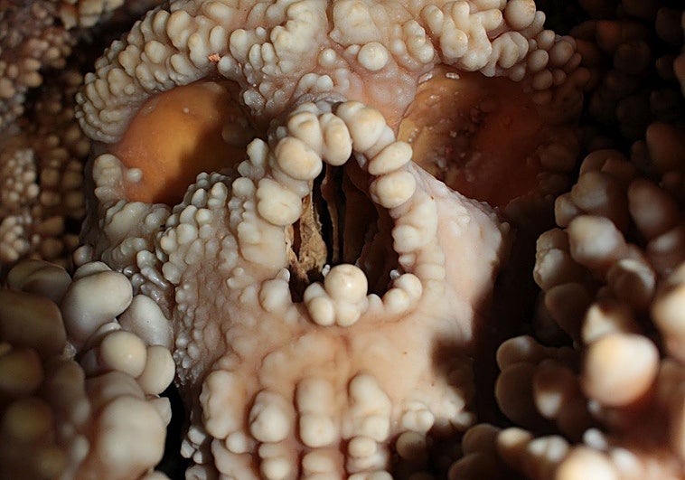 Las famosas narices neandertales, ni tan singulares ni adaptadas al frío