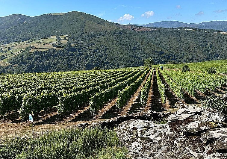 Blanco de Cangas, el latido de su viticultura de altura