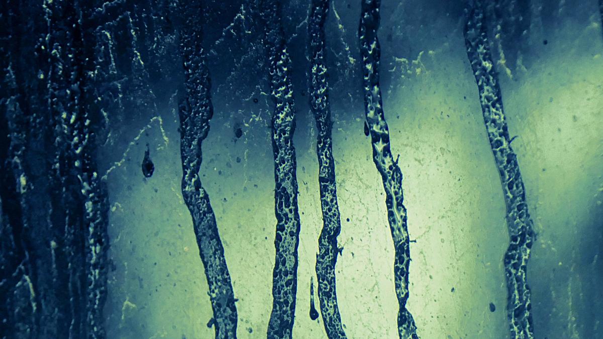 La cara más artística de la ilustración científica