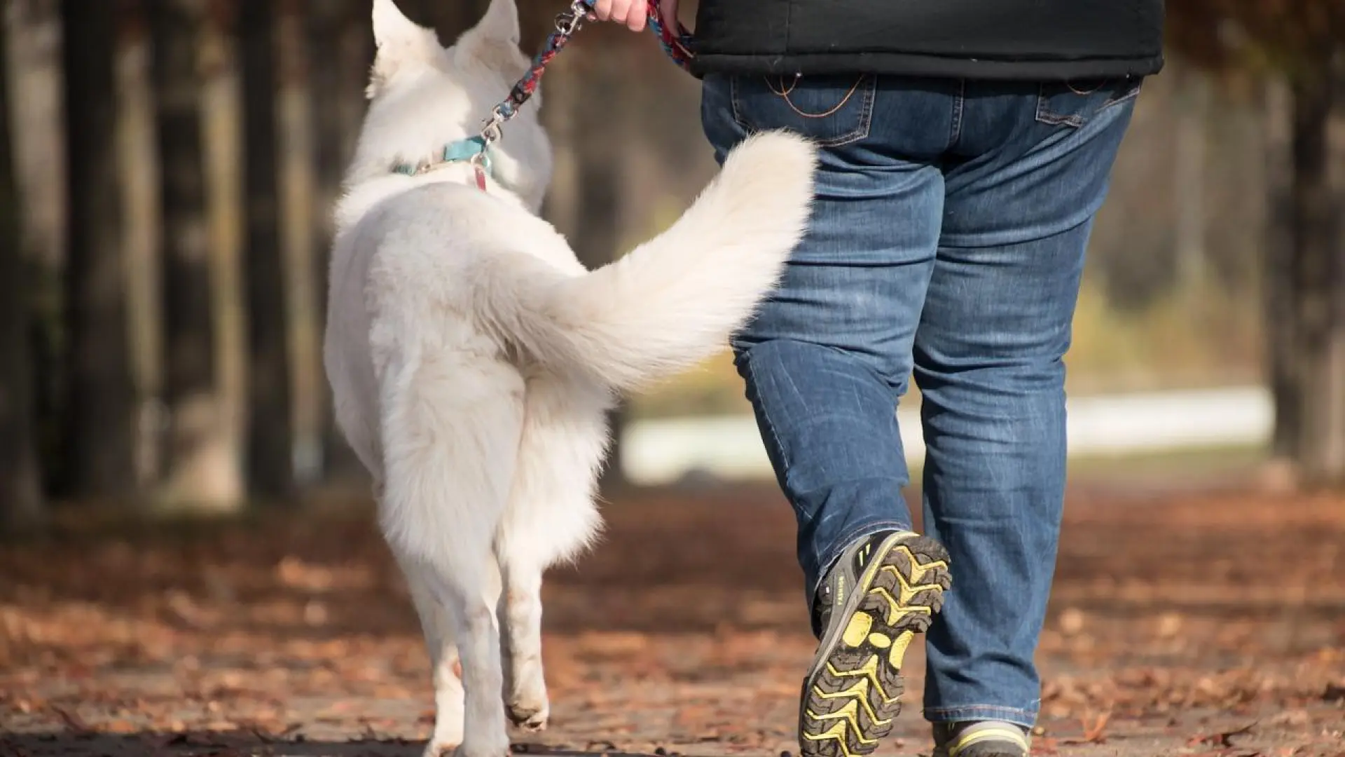 Hablar "perro", la clave para una convivencia feliz