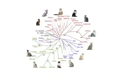 Imagen 1 de Las razas felinas más antiguas del mundo: qué sabemos realmente de su linaje
