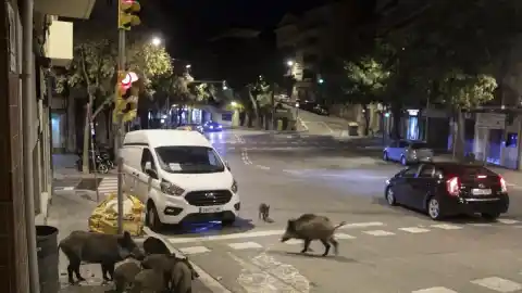 Imagen 1 de El virus de la peste porcina africana viajó hasta Collserola trasportado por humanos