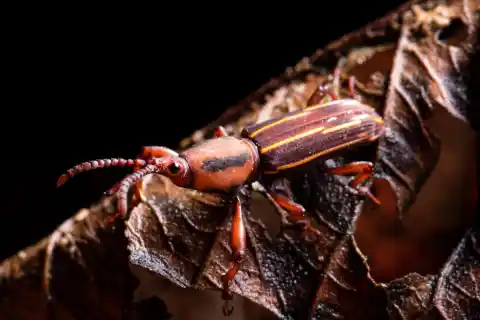 Imagen 1 de La extraordinaria biodiversidad del Darién, la selva fronteriza que une Colombia y Panamá