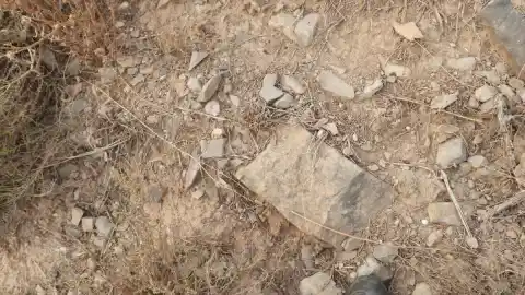 Imagen 1 de Reto visual: ¿Eres capaz de encontrar a la mosca en menos de 30 segundos?