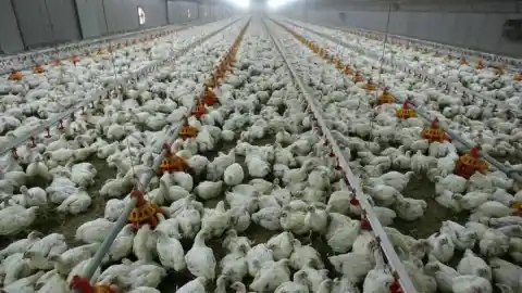 Imagen 1 de La gripe aviar no «es un virus como el de la covid-19» y los datos actuales no apuntan a una pandemia