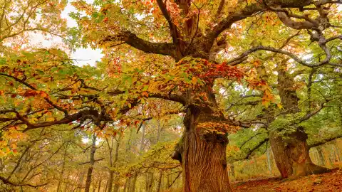 Imagen 1 de El oro de Trás-os-Montes: los mejores destinos de Portugal para descubrir auténticas rutas de castaños