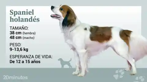 Imagen 1 de El spaniel holandés: el pequeño perro rojiblanco que usaba su cola como un señuelo para la caza