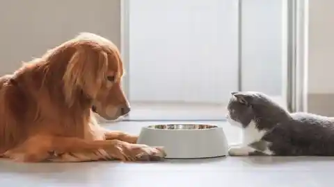 Imagen 1 de Por qué los gatos no pueden comer comida de perro, lo que dice la ciencia