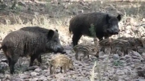 Imagen 1 de El Govern intensifica la caza de jabalí para contener de peste porcina e incluye a la Seprona de Guardia Civil en las batidas