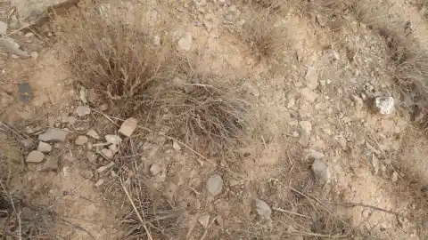 Imagen 1 de Reto visual: ¿Dónde está la mosca?