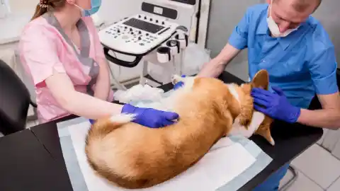 Imagen 1 de Un nuevo estudio reabre el debate sobre la esterilización temprana en perros