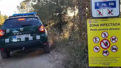 Imagen 1 de El Gobierno convoca una reunión de urgencia con la Generalitat y la industria cárnica para hacer frente al brote de peste porcina