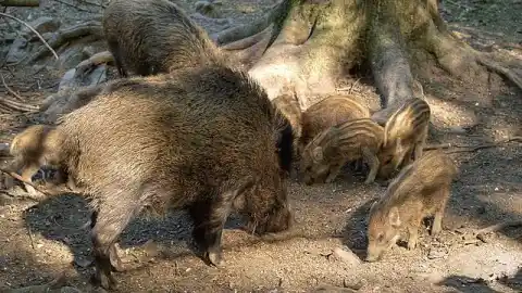 Imagen 1 de El Govern ve "muy probable" que la peste porcina llegara a Collserola por comida contaminada de basuras