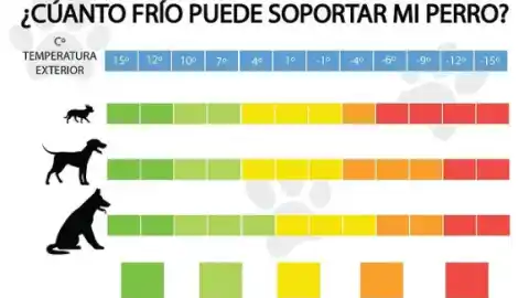 Imagen 1 de ¿Cuánto frío puede soportar tu perro? Esta es la temperatura límite según su tamaño y raza