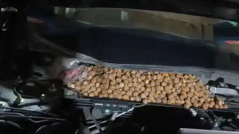 Imagen 1 de Un conductor oye ruidos raros bajo el capó de su coche y se topa con 18 kilos de avellanas