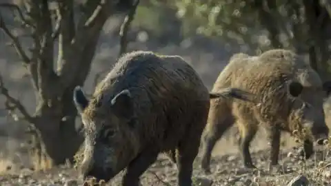 Imagen 1 de Walt Disney varió el mundo