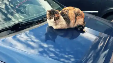 Imagen 1 de Motores calientes: el peligro que amenaza a los gatos callejeros cada año con la llegada del frío