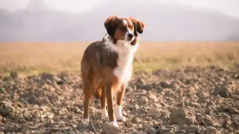 Imagen 1 de Guardianes de nuestra salud: cómo los perros y gatos ayudan a detectar la contaminación ambiental