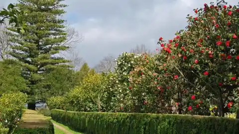 Imagen 1 de La ruta gallega de la camelia, la especie que florece en invierno
