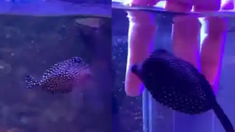 Imagen 1 de Así es Globi, el pez cofre más querido de TikTok que se deja acariciar: "Daría mi vida por él"