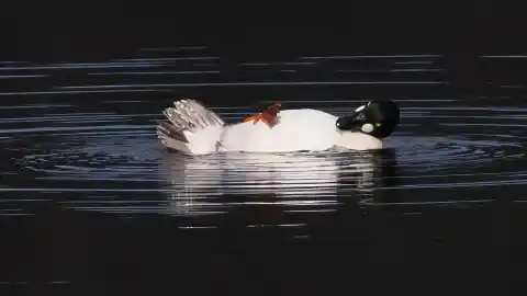 Imagen 1 de Gripe aviar: cómo actuar ante un ave enferma y qué riesgo supone para nuestros animales de compañía